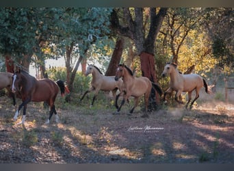 Lusitano Mix, Mare, 1 year, 16 hh, Dun