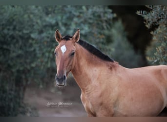 Lusitano Mix, Mare, 1 year, 16 hh, Dun
