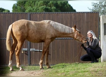 Lusitano, Mare, 1 year, 16 hh, Palomino