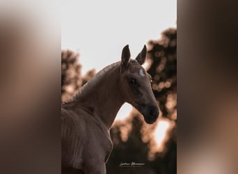 Lusitano, Mare, 1 year, 16 hh, Palomino