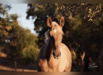 Lusitano, Mare, 1 year, 16 hh, Palomino