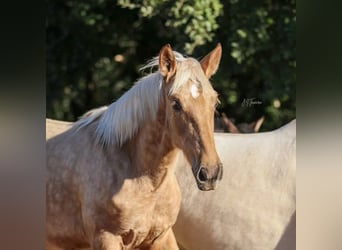 Lusitano, Mare, 1 year, 16 hh, Palomino