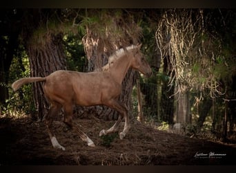 Lusitano, Mare, 1 year, 16 hh, Palomino