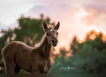 Lusitano, Mare, 1 year, 16 hh, Palomino