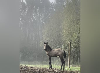 Lusitano, Mare, 1 year, Bay