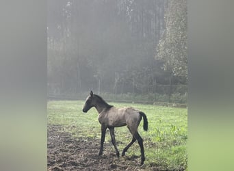 Lusitano, Mare, 1 year, Bay