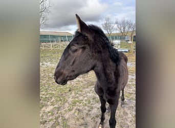 Lusitano, Mare, 1 year, Black