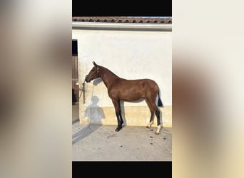 Lusitano, Mare, 1 year, Brown