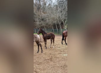 Lusitano, Mare, 1 year, Brown