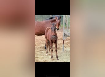 Lusitano, Mare, 1 year, Brown