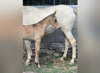 Lusitano, Mare, 1 year, Buckskin