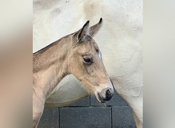 Lusitano, Mare, 1 year, Buckskin