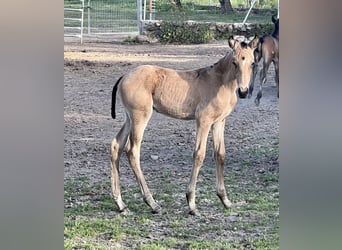 Lusitano, Mare, 1 year, Buckskin