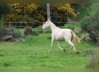 Lusitano, Mare, 1 year, Dun