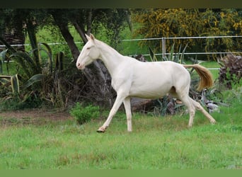 Lusitano, Mare, 1 year, Dun