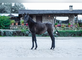 Lusitano, Mare, 1 year, Grey