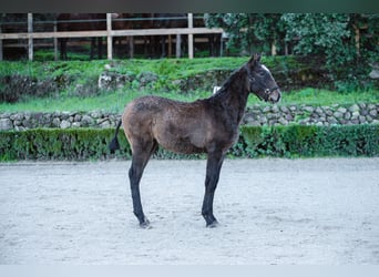 Lusitano, Mare, 1 year, Grey