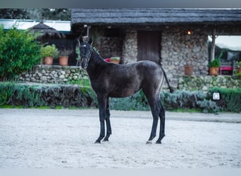 Lusitano, Mare, 1 year, Grey