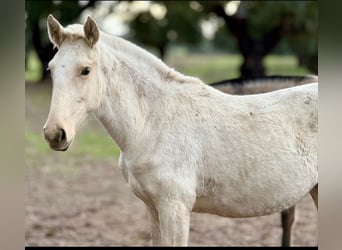 Lusitano, Mare, 1 year, Palomino