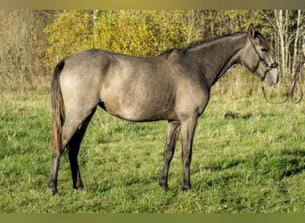 Lusitano, Mare, 2 years, 14.1 hh, Grey