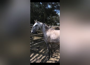 Lusitano, Mare, 2 years, 14.3 hh, Grey