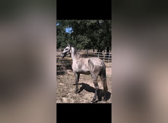 Lusitano, Mare, 2 years, 14.3 hh, Grey