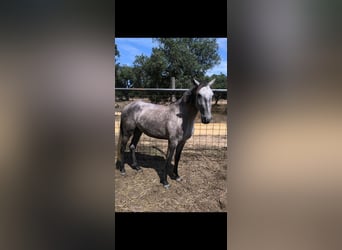 Lusitano, Mare, 2 years, 14.3 hh, Grey