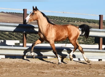 Lusitano, Mare, 2 years, 14,2 hh, Dun