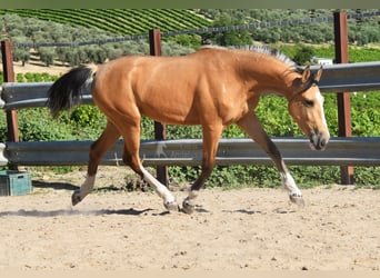 Lusitano, Mare, 2 years, 14,2 hh, Dun