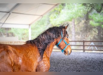 Lusitano, Mare, 2 years, 15.1 hh, Brown