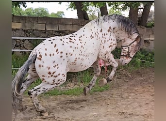 Lusitano Mix, Mare, 2 years, 15.1 hh, Buckskin