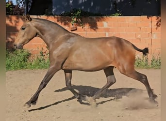 Lusitano Mix, Mare, 2 years, 15.1 hh, Buckskin