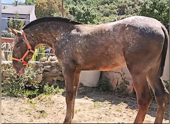 Lusitano Mix, Mare, 2 years, 15.1 hh, Buckskin