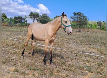 Lusitano, Mare, 2 years, 15.1 hh, Dun