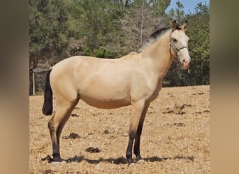 Lusitano, Mare, 2 years, 15,1 hh, Dun