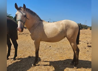 Lusitano, Mare, 2 years, 15,1 hh, Dun