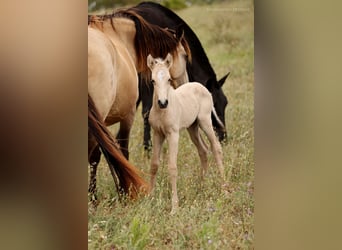Lusitano Mix, Mare, 2 years, 15.1 hh, Dun