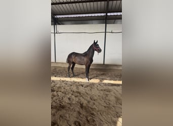 Lusitano, Mare, 2 years, 15.1 hh, Grey