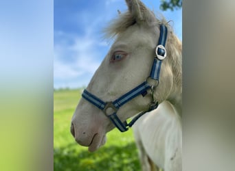 Lusitano, Mare, 2 years, 15.1 hh, Perlino