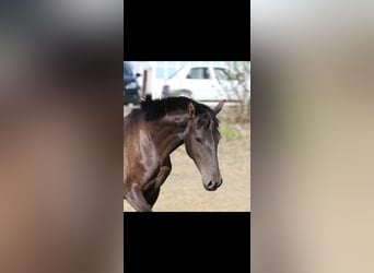 Lusitano, Mare, 2 years, 15.2 hh, Black