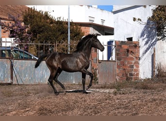 Lusitano, Mare, 2 years, 15.2 hh, Black