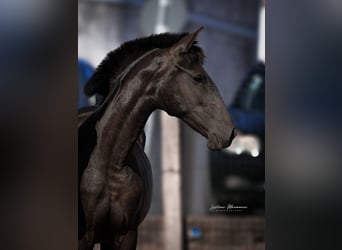 Lusitano, Mare, 2 years, 15.2 hh, Black