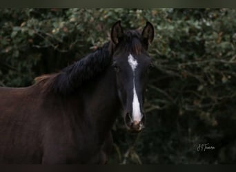 Lusitano, Mare, 2 years, 15,2 hh, Black