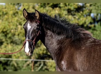 Lusitano, Mare, 2 years, 15,2 hh, Black