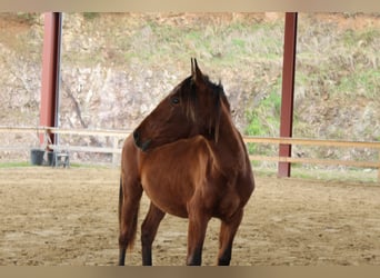 Lusitano, Mare, 2 years, 15,2 hh, Brown