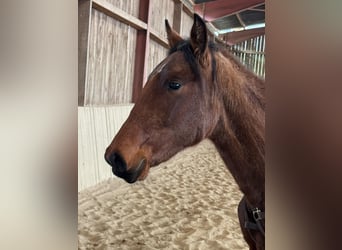 Lusitano, Mare, 2 years, 15,2 hh, Brown