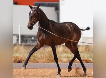 Lusitano, Mare, 2 years, 15.2 hh, Brown