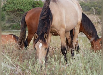 Lusitano, Mare, 2 years, 15.2 hh, Dun