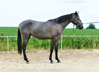 Lusitano, Mare, 2 years, 15.2 hh, Gray-Dark-Tan