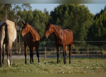Lusitano, Mare, 2 years, 15.3 hh, Bay